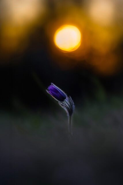 Küchenschelle vor dem Licht der untergehenden Sonne