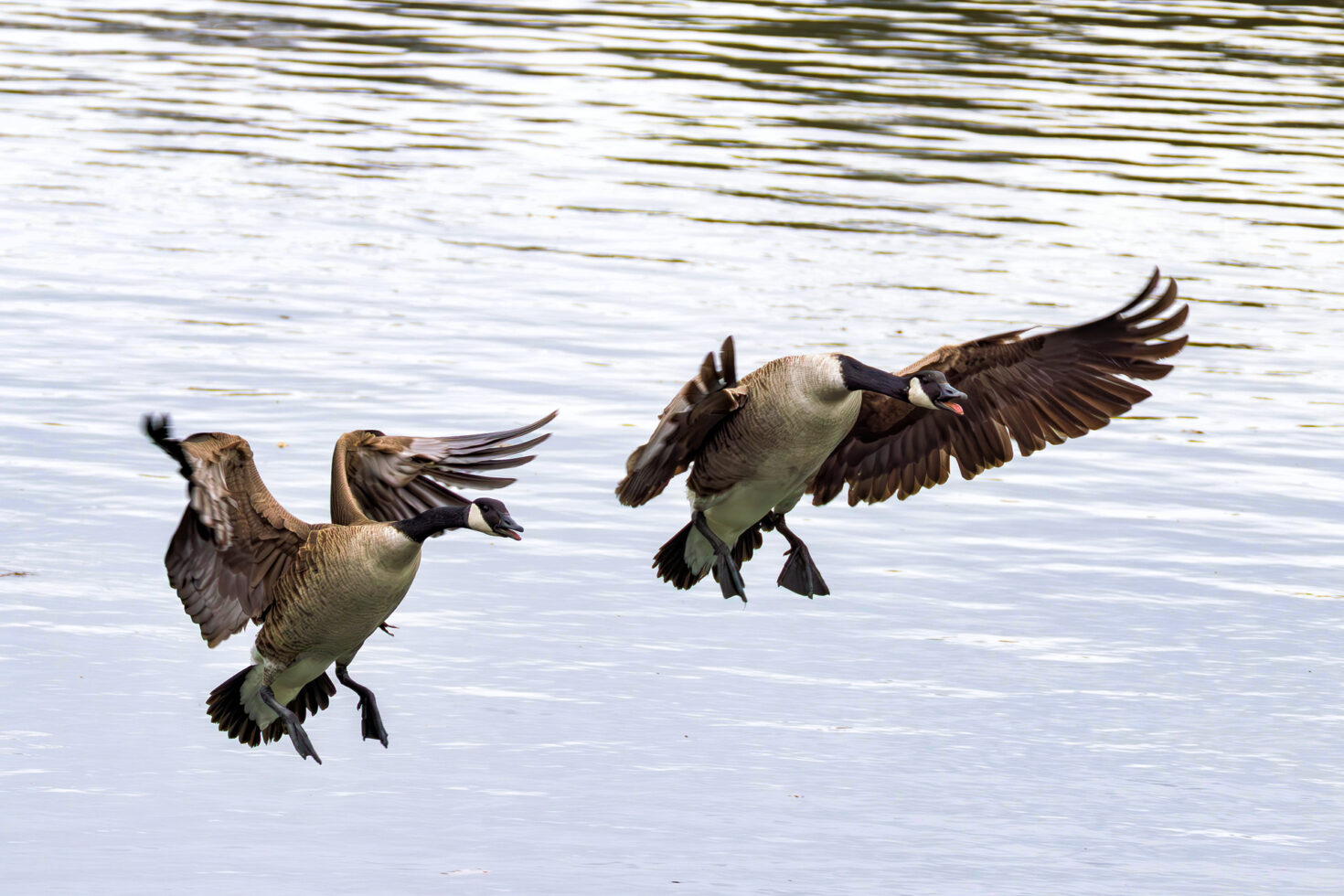 Kanadagänse im Landeanflug
