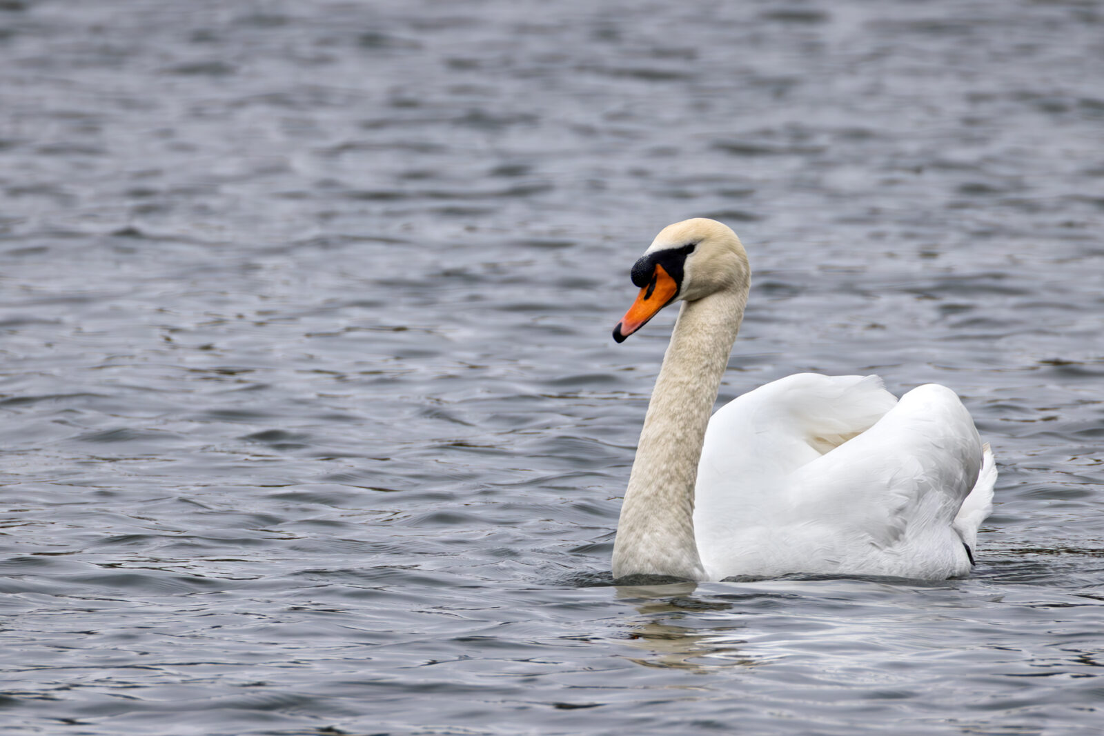 Höckerschwan