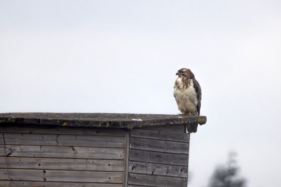2025-03-FCa-104-Maeusebussard Mäusebussard