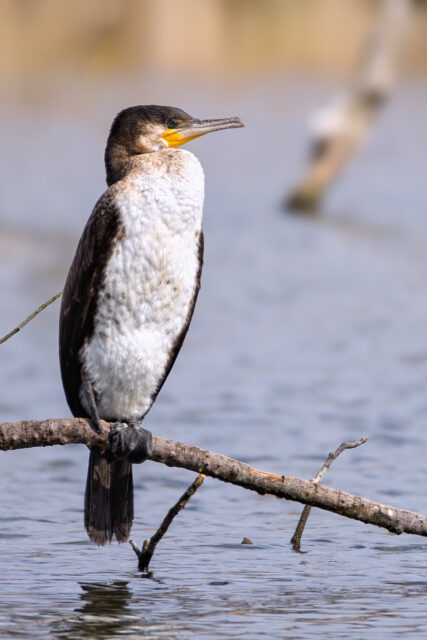 2025-03-FCa-105-Kormoran Kormoran