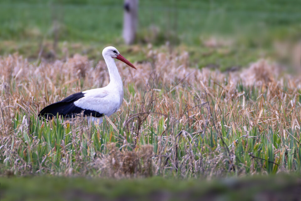 2025-03-FCa-106-Weissstorch Weißstorch