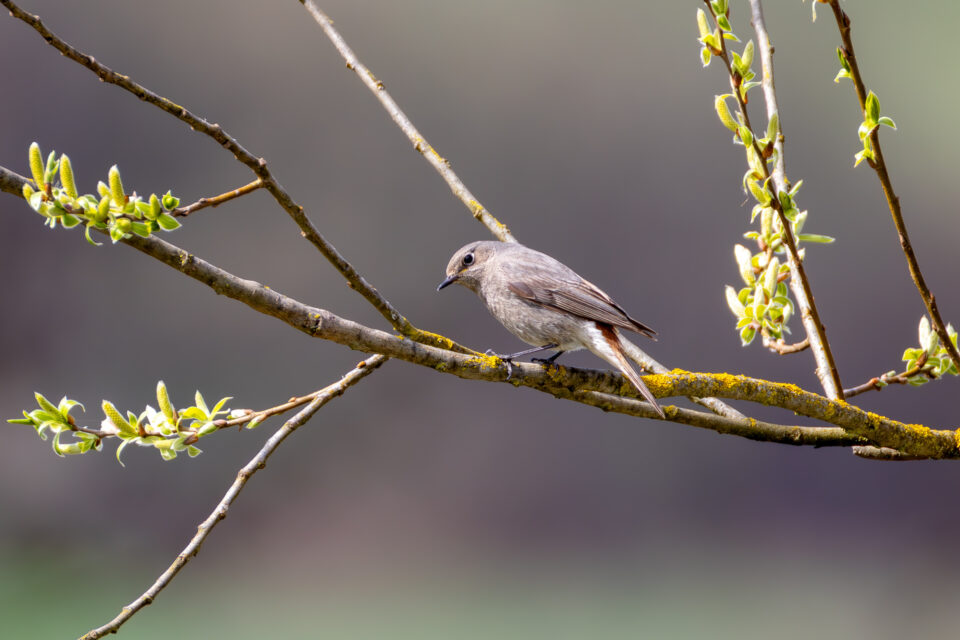 2025-03-FCa-107-Hausrotschwanz Hausrotschwanz