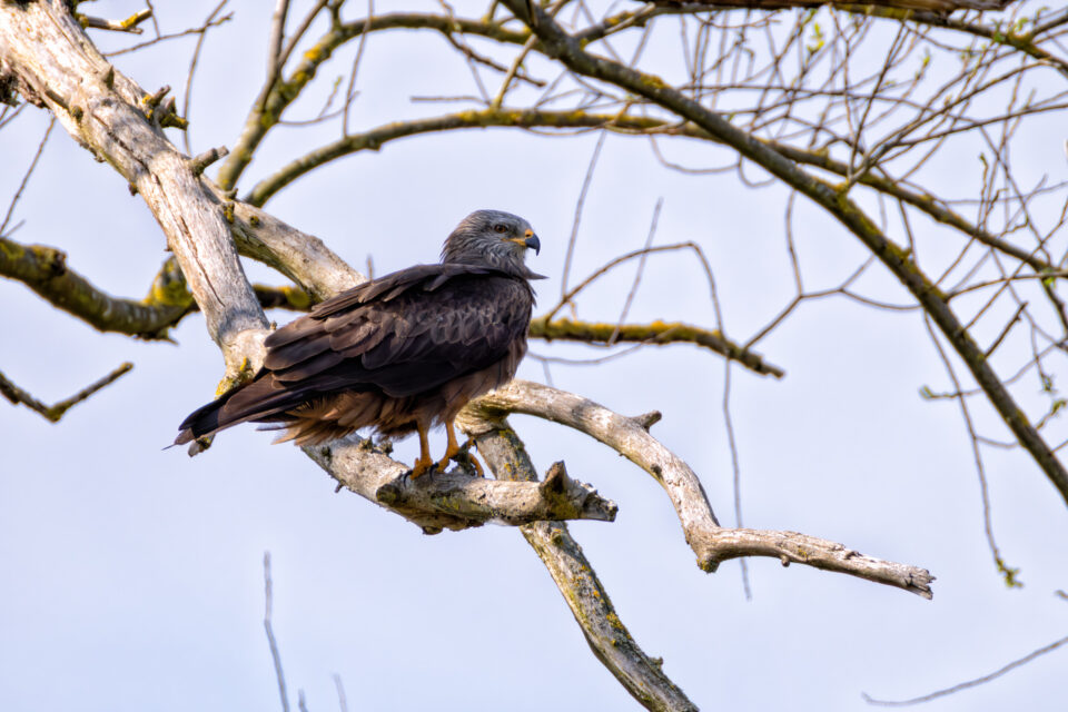 2025-03-FCa-108-Schwarzmilan Schwarzmilan