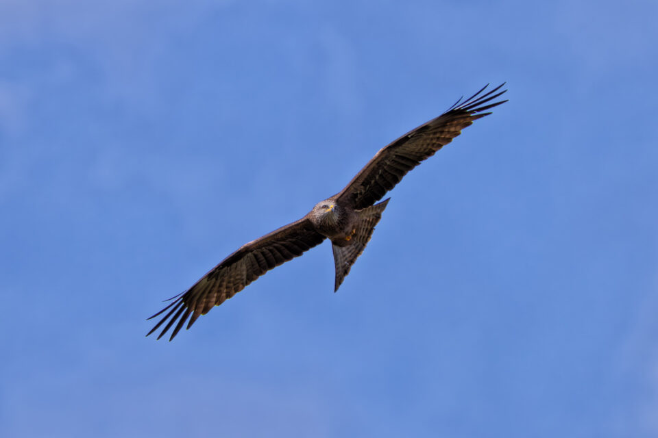 2025-03-FCa-109-Schwarzmilan Schwarzmilan