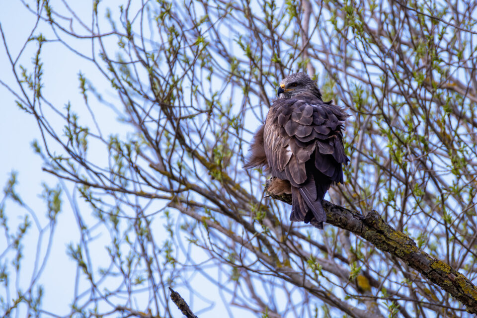 2025-03-FCa-110-Schwarzmilan Schwarzmilan