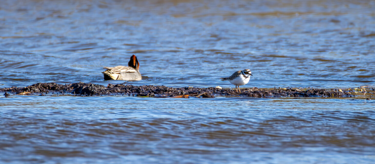 Männliche Krickente (links) und Flussregenpfeifer (rechts)