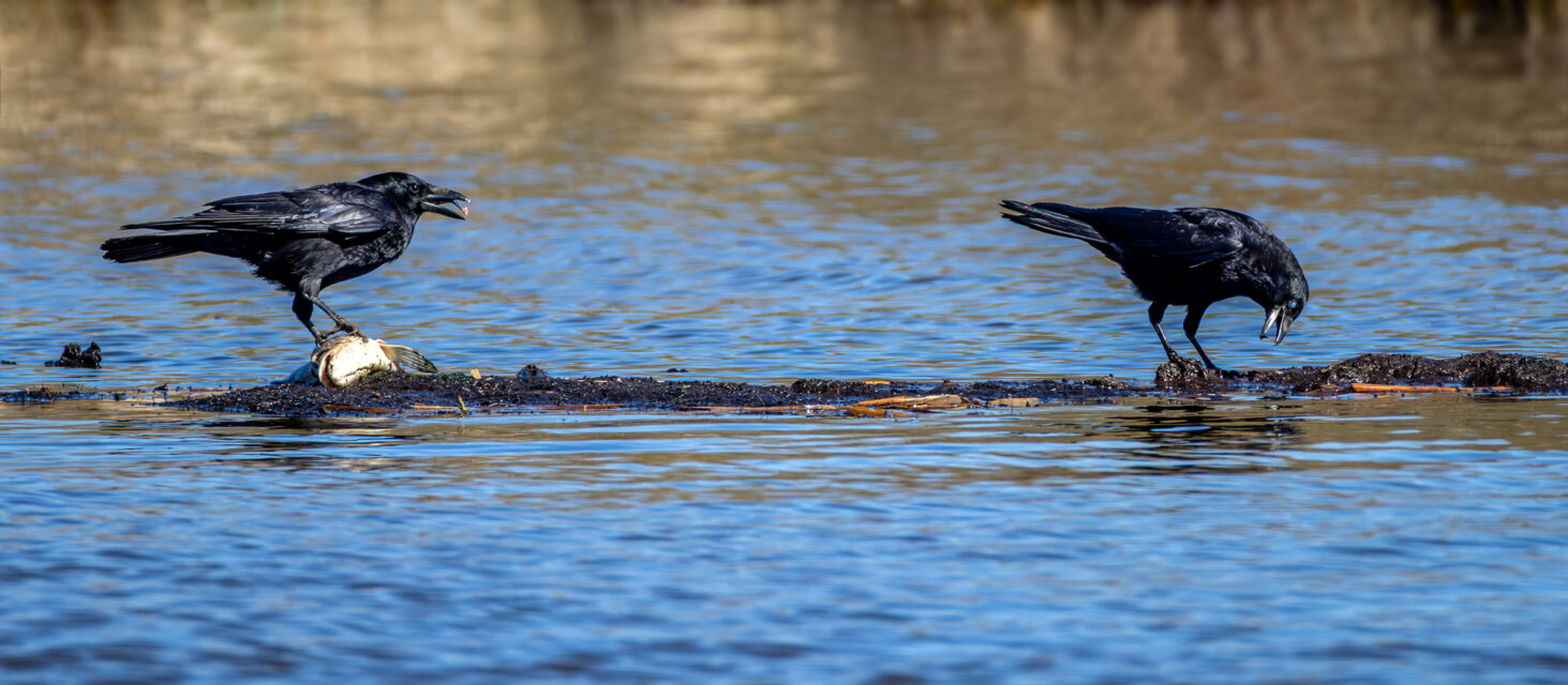 Rabenkrähen haben einen toten Fisch entdeckt