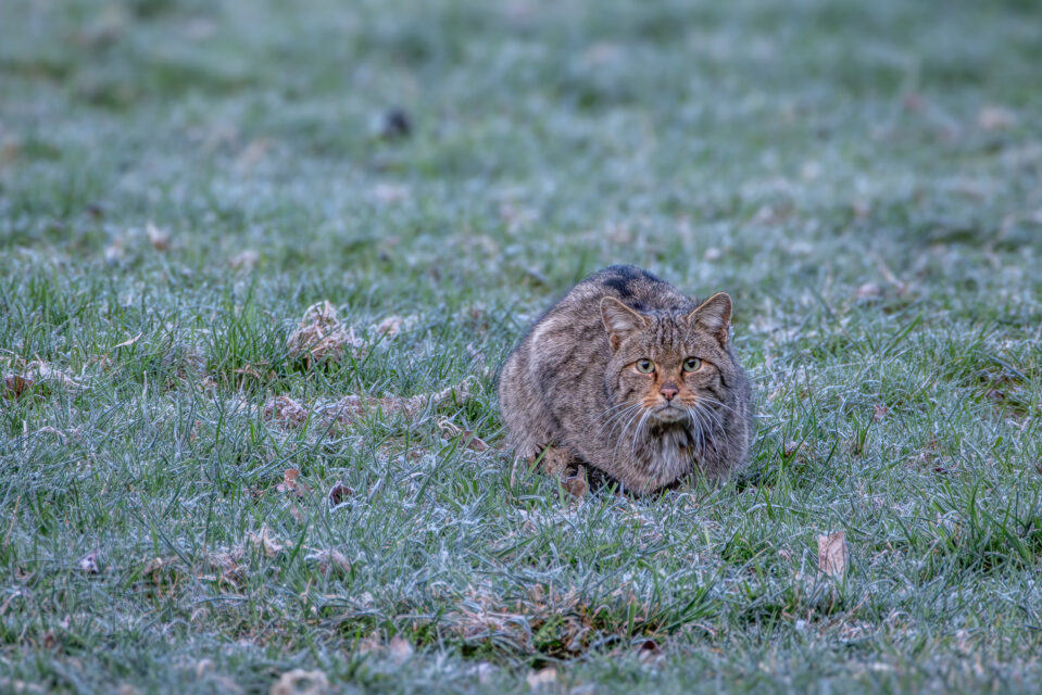 Europäische Wildkatze in der Eifel