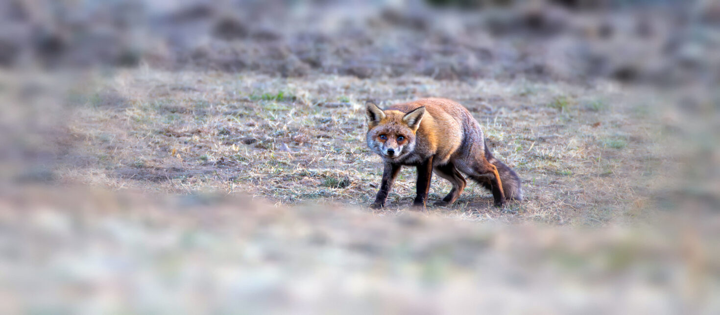 2025-04-FCa-017-Rotfuchs Rotfuchs