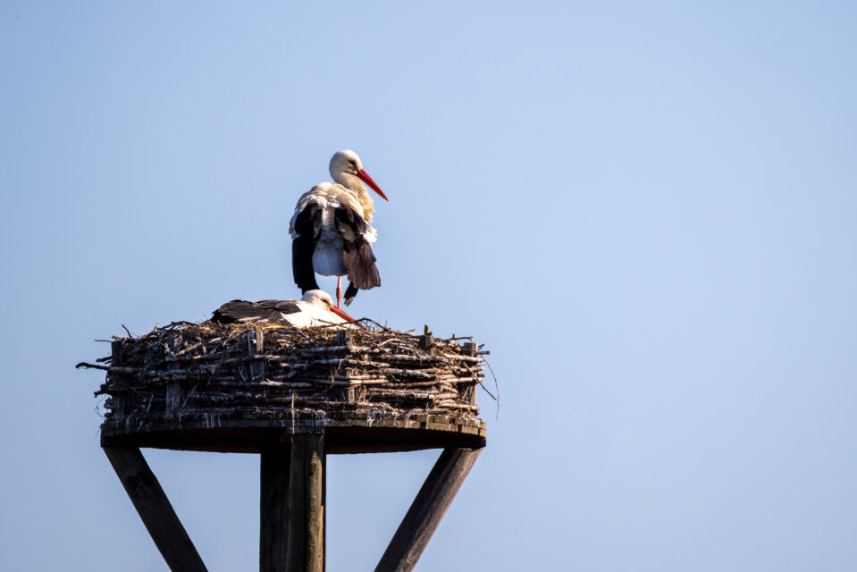 Weißstörche haben in den Thürer Wiesen wieder den Horst bezogen und eines der Tiere hockt seit mindestens 2 Tagen ständig auf dem Nest. Vielleicht gibt es ja bald den zweiten Nachwuchs dort.