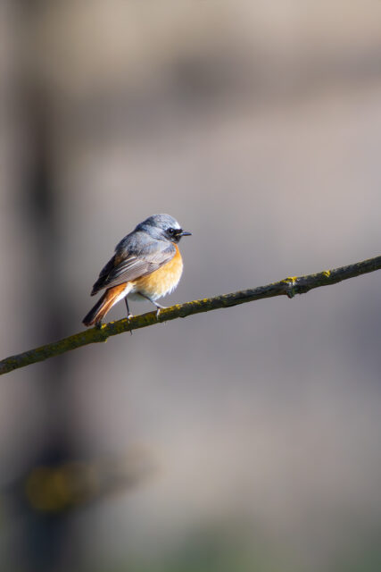 Gartenrotschwanz - männlich