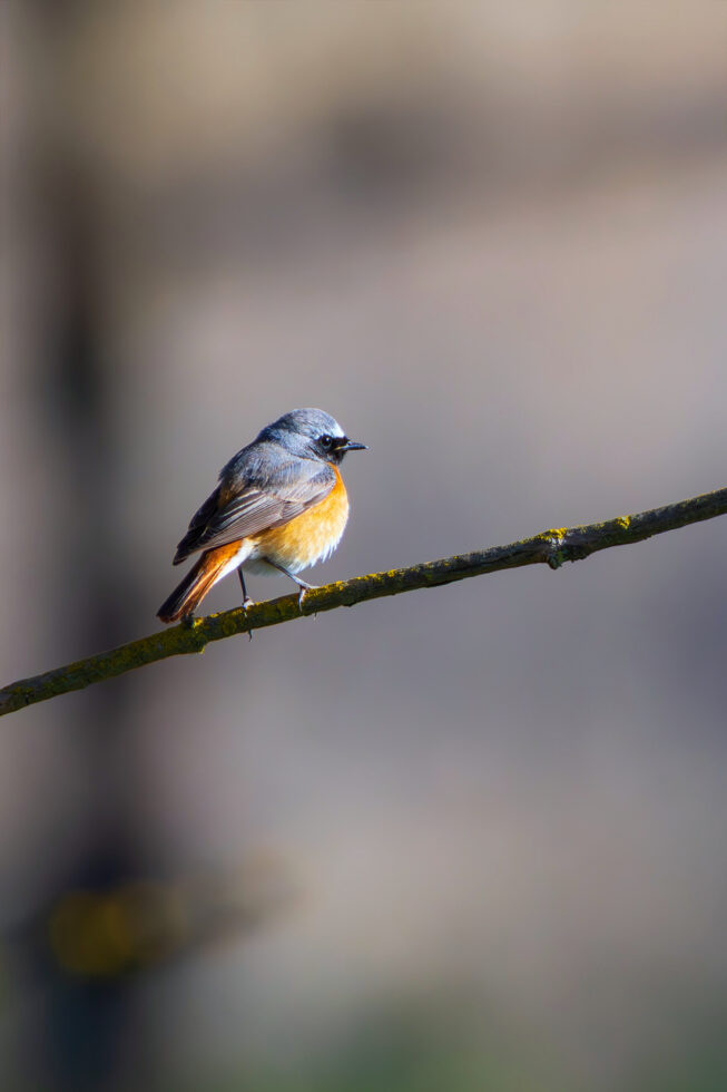 2025-04-FCa-023-Gartenrotschwanz-maennlich Gartenrotschwanz - männlich