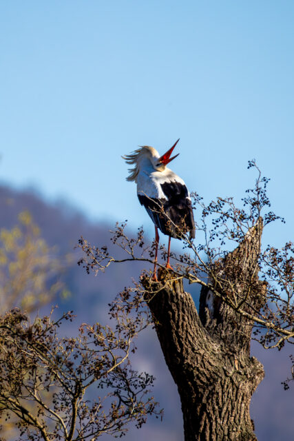 Wortwörtlich - der Klapperstorch ;-)