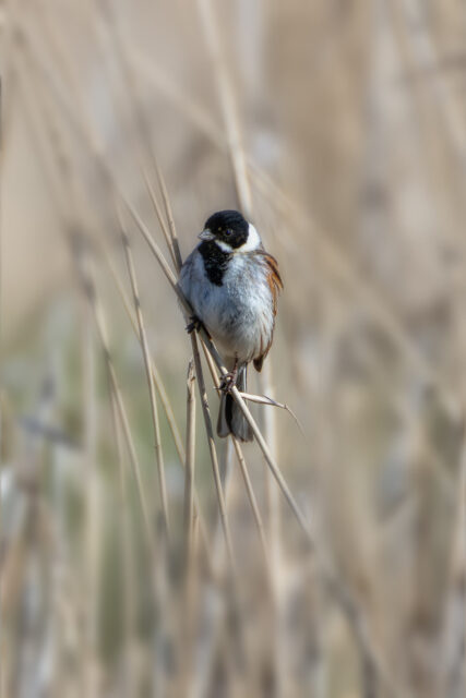 Rohrammer - männlich