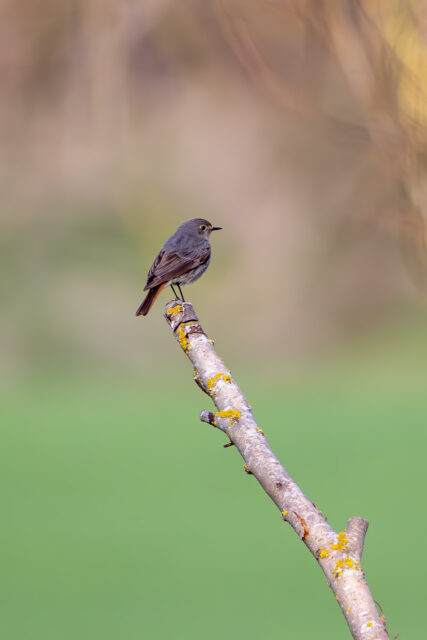 Hausrotschwanz - männlich