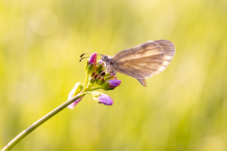 Leguminosen-Weißling - männlich (auch Senfweißling oder Tintenfleck-Weißling genannt)