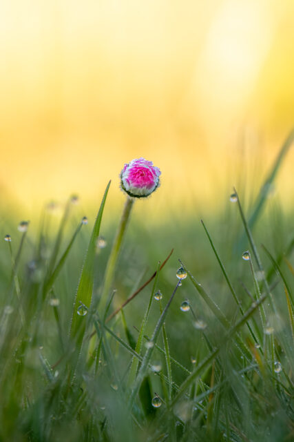 Schlafendes Gänseblümchen in Rosa