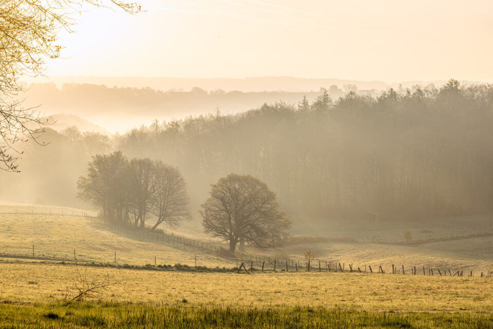 Am frühen Morgen irgendwo im Siebengebirge