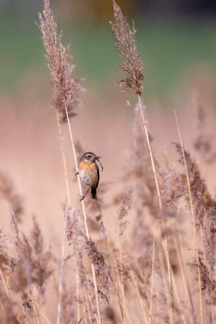 Schwarzkehlchen (weiblich) mit Nistmaterial