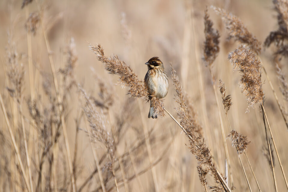 Rohrammer (weiblich)
