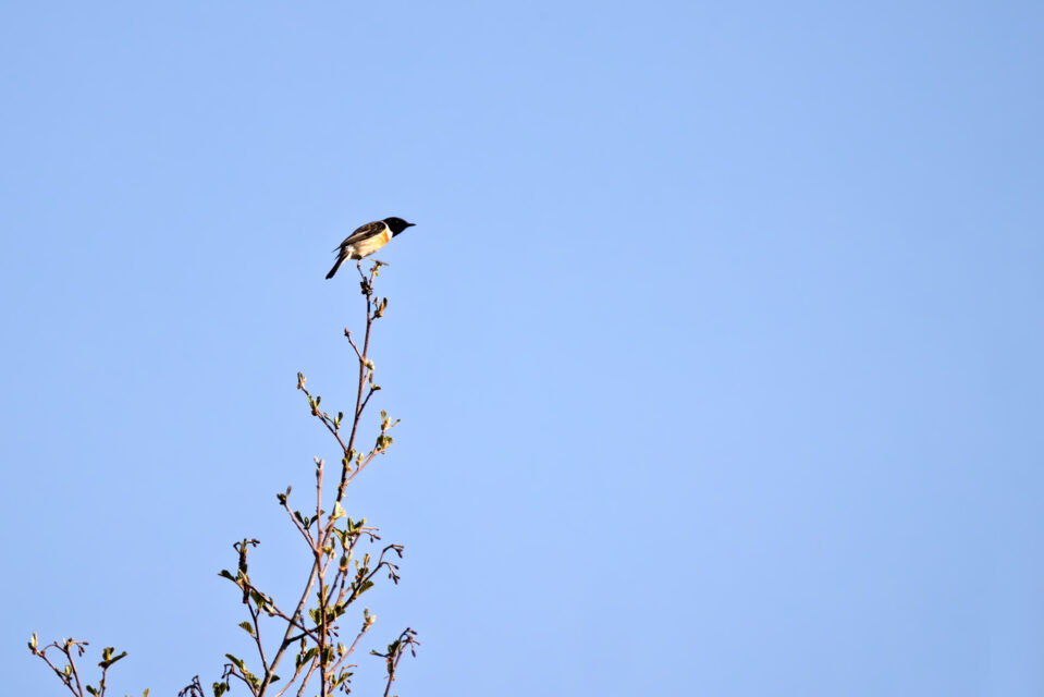 Schwarzkehlchen (männlich)