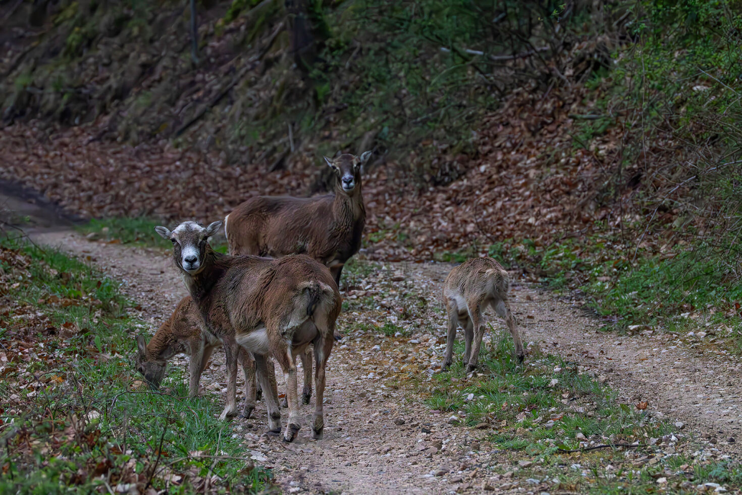 Muffelschafe mit Lämmern