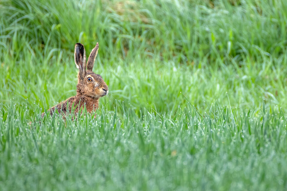 Feldhase