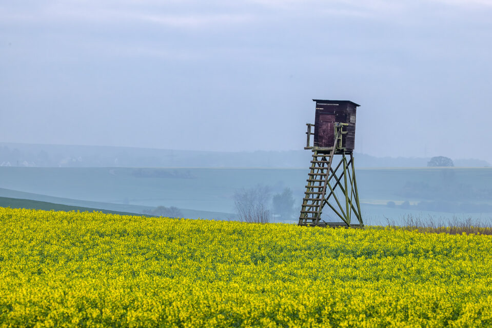 Das Gold der Eifel blüht wieder