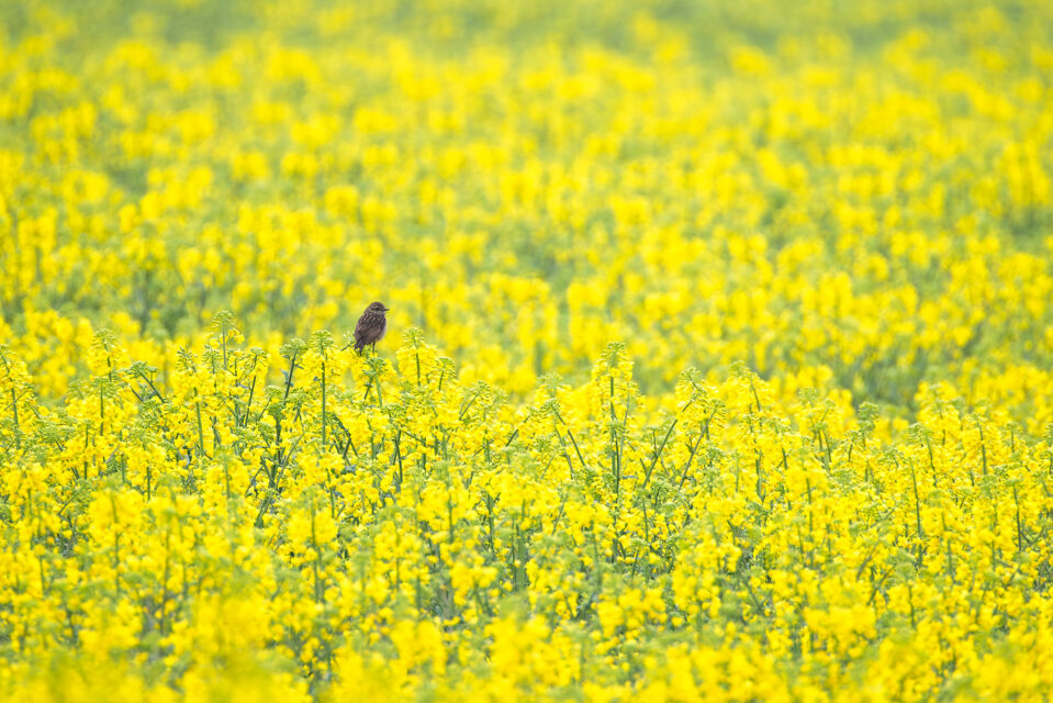 Schwarzkehlchen - weiblich