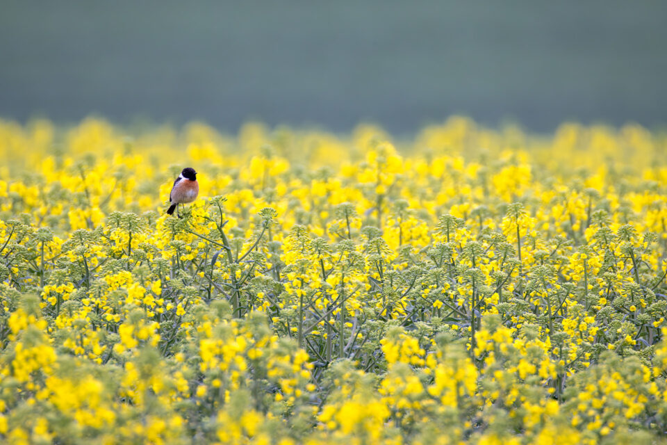 Schwarzkehlchen - männlich