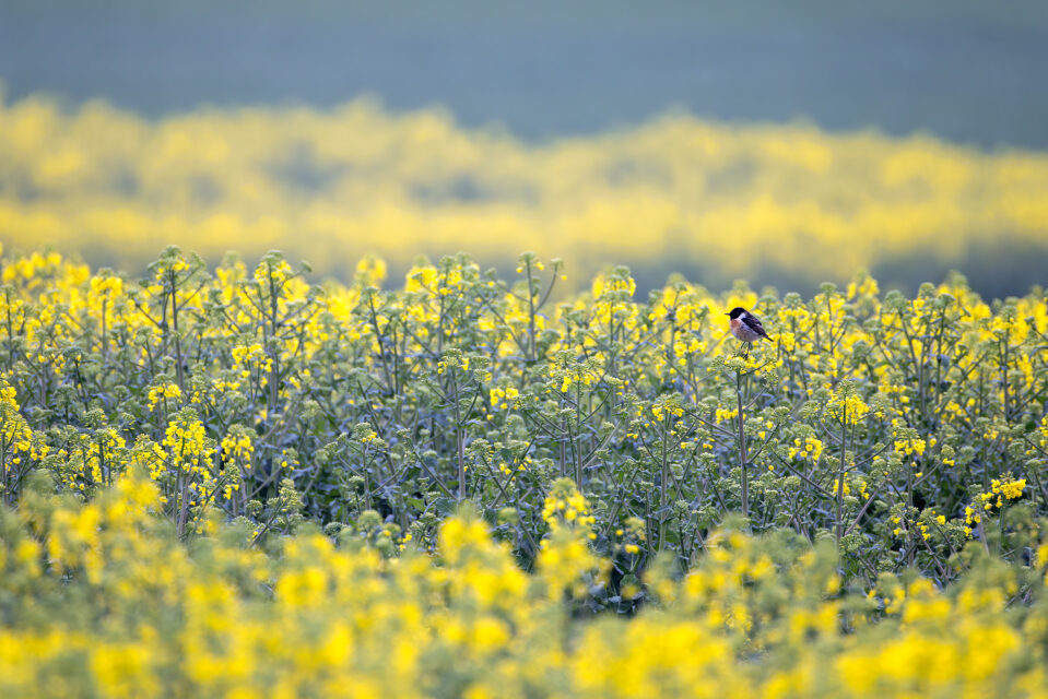 Schwarzkehlchen - männlich