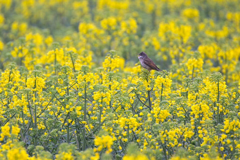 Dorngrasmücke - männlich