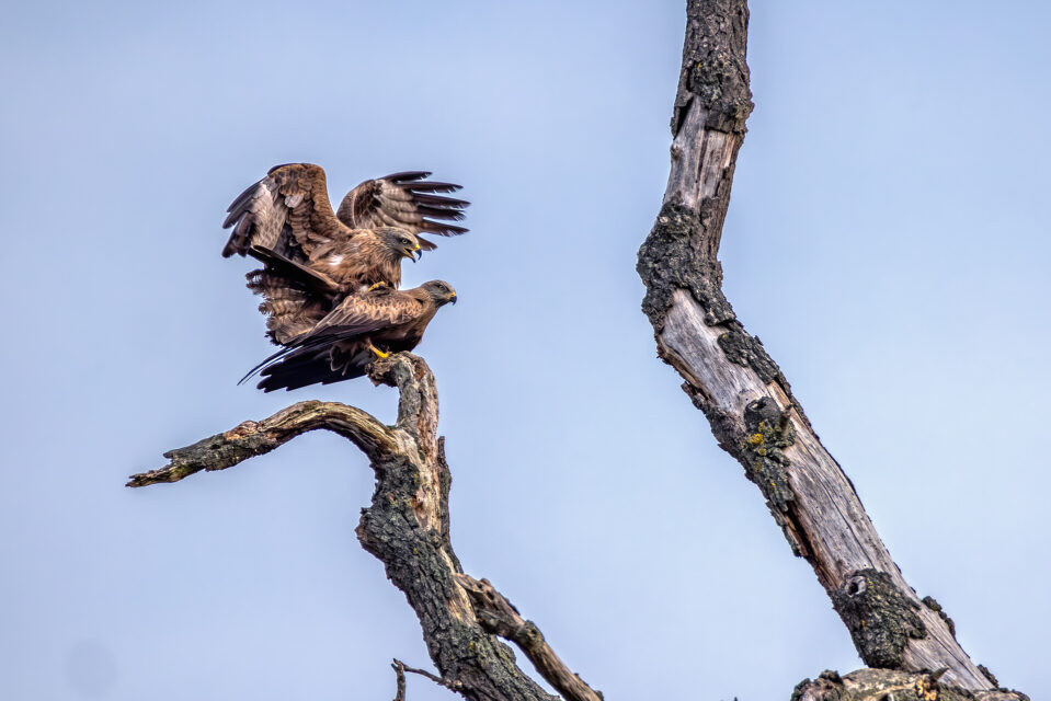 Schwarzmilane bei der Paarung