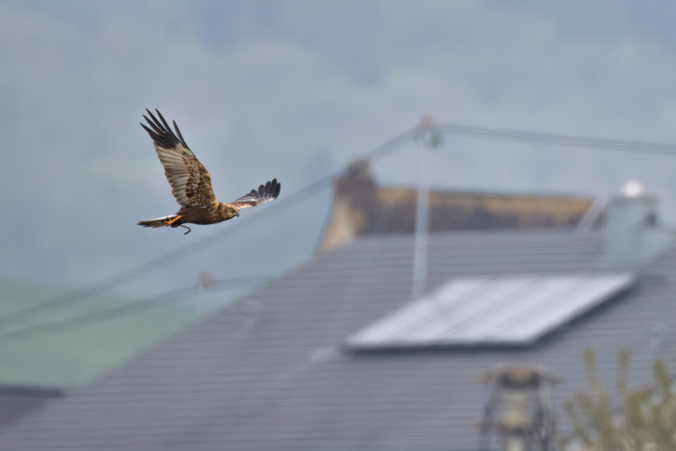 Rohrweihe - männlich