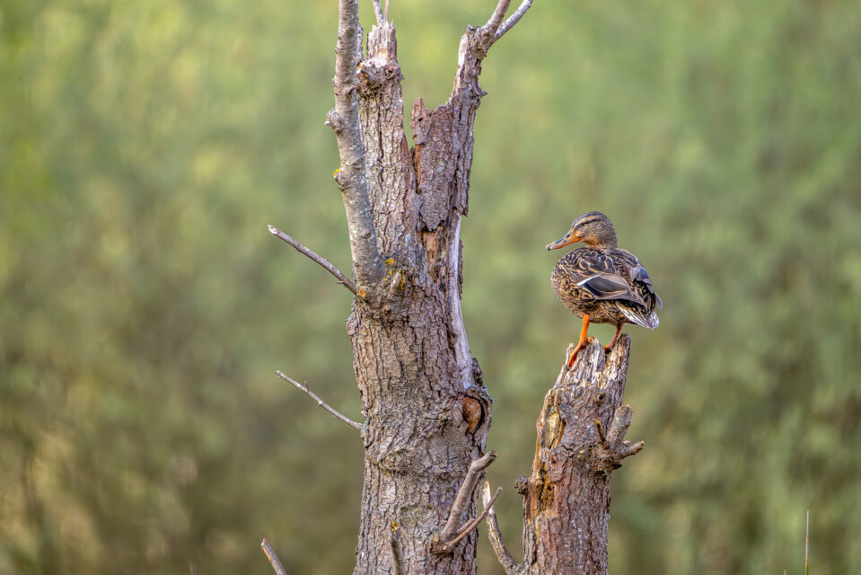 Stockente - weiblich