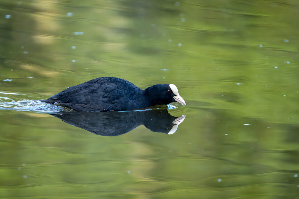 2025-04-FCa-074-Blaesshuhn Blässhuhn