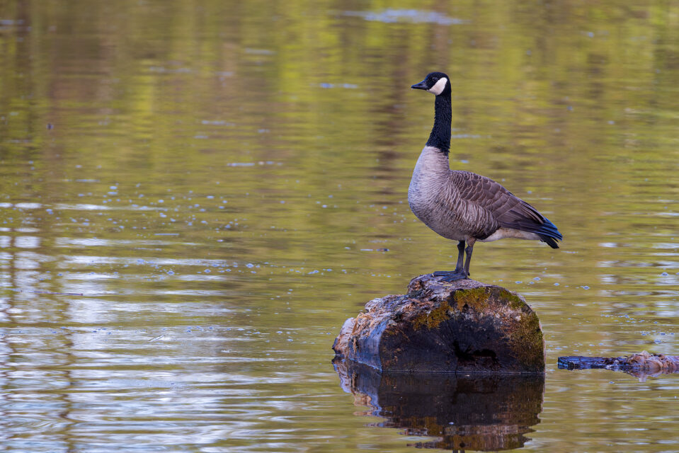 2025-04-FCa-076-Kanadagans Kanadagans