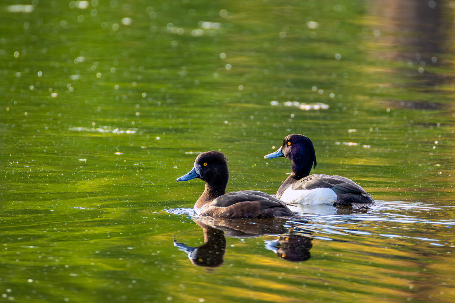 Reiherenten (links weiblich / rechts männlich)
