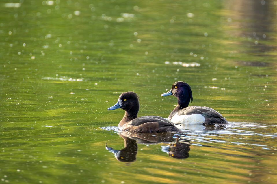 2025-04-FCa-077-Reiherenten-weiblich-maennlich Reiherenten (links weiblich / rechts männlich)