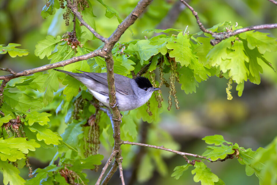 2025-04-FCa-078-Moenchsgrasmuecke-maennlich Mönchsgrasmücke - männlich