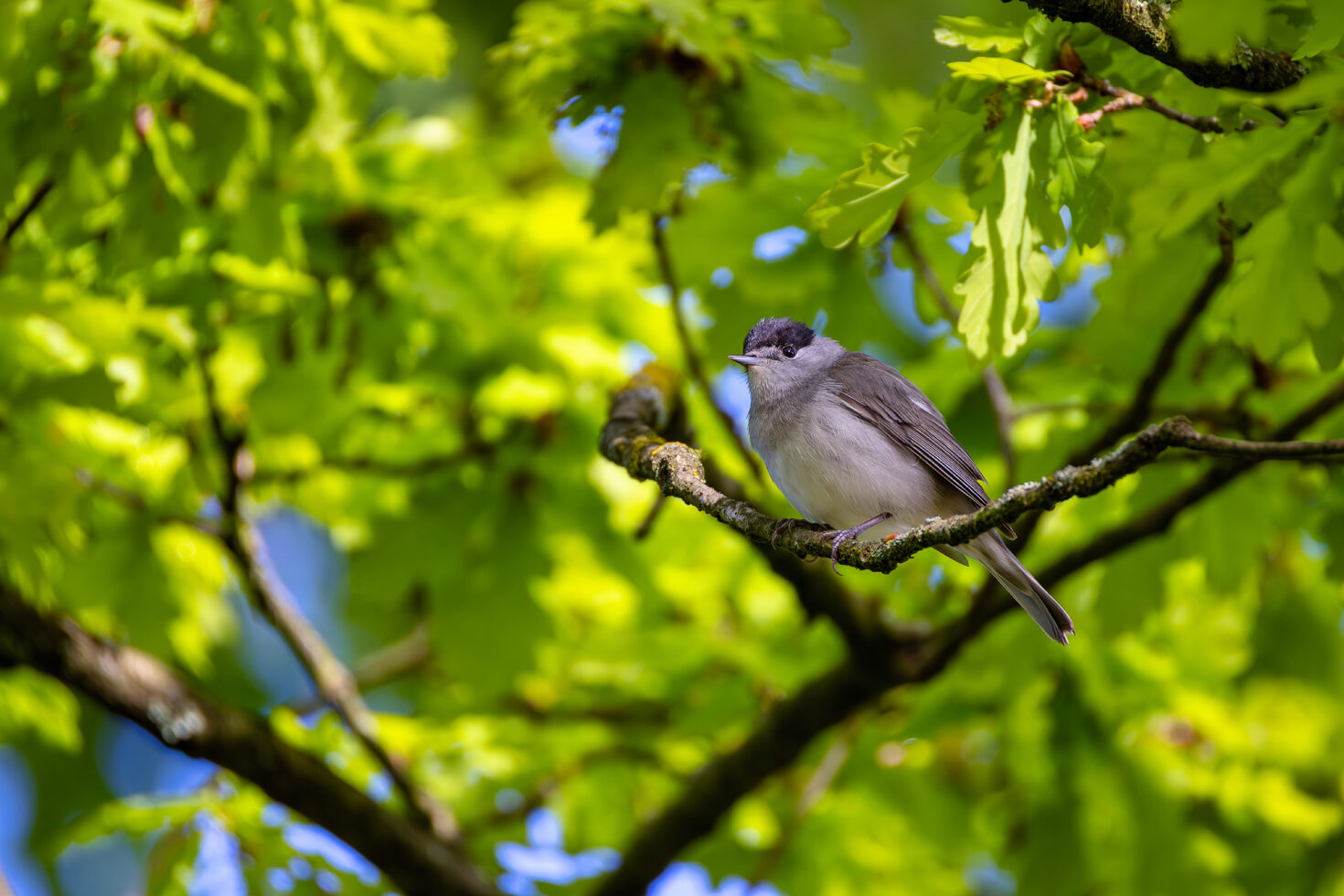 Mönchsgrasmücke - männlich