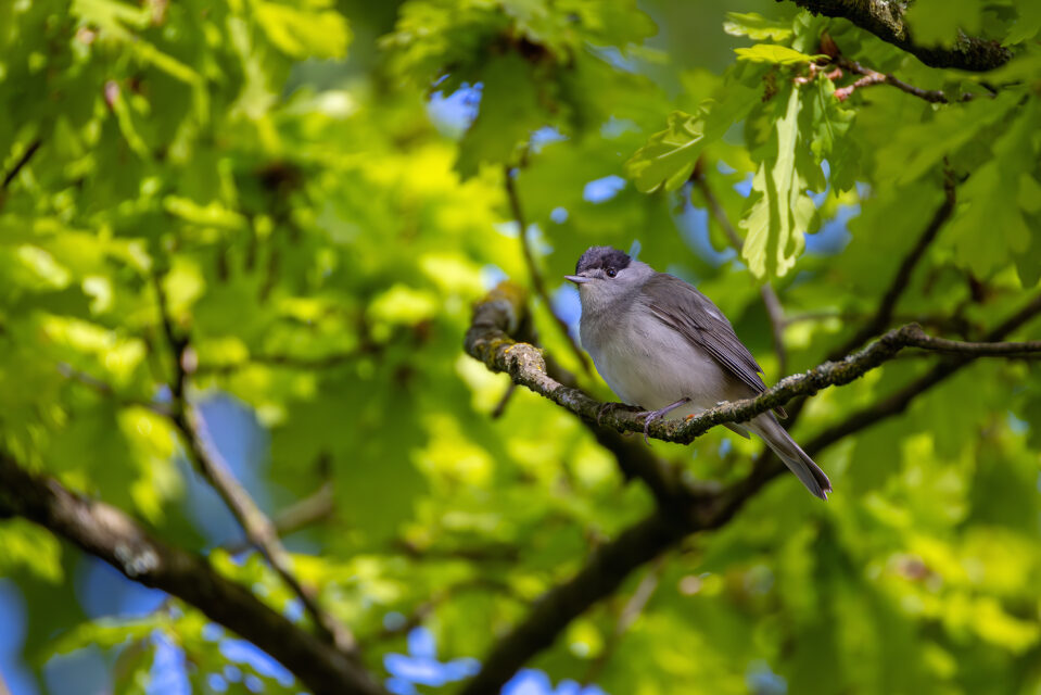 2025-04-FCa-079-Moenchsgrasmuecke-maennlich Mönchsgrasmücke - männlich