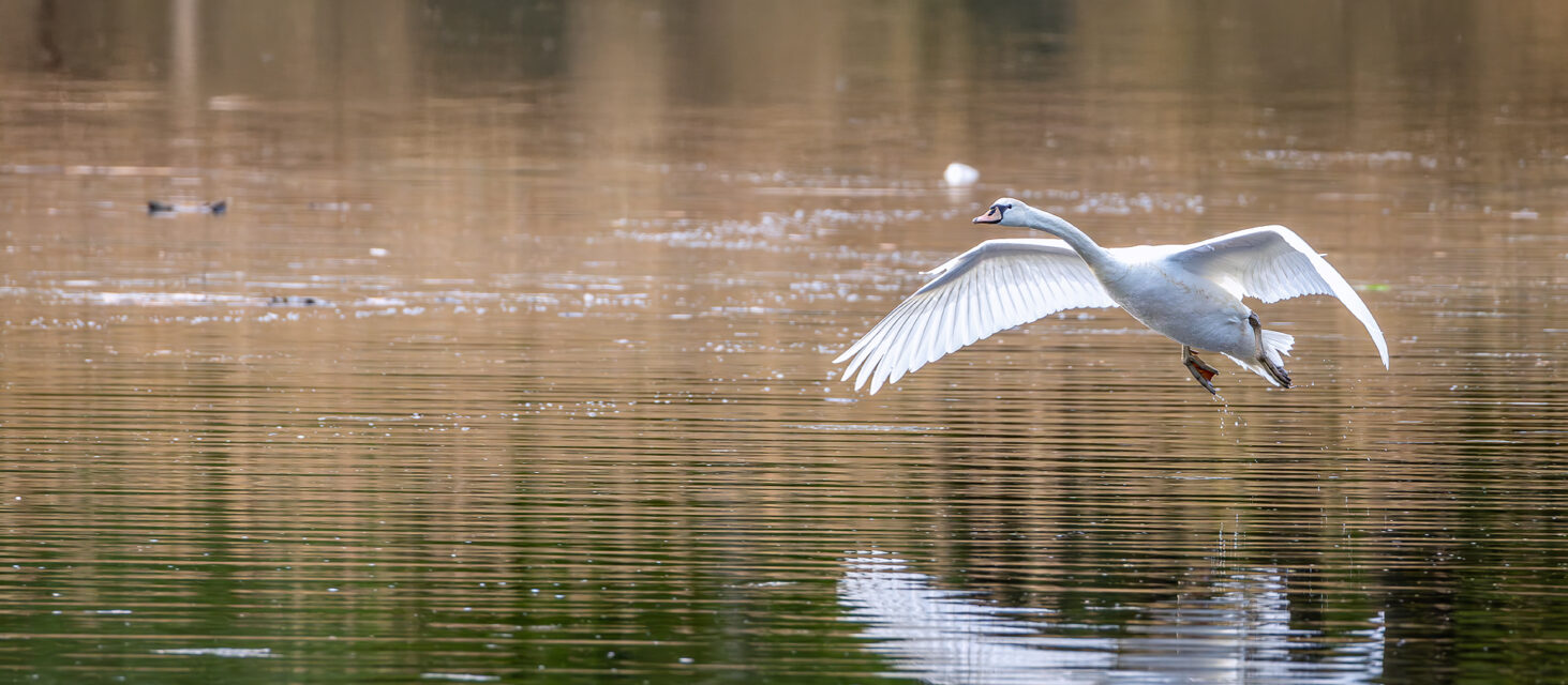 2025-04-FCa-080-Hoeckerschwan Höckerschwan