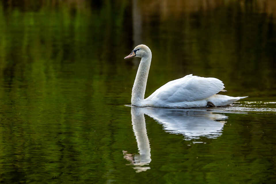 2025-04-FCa-081-Hoeckerschwan Höckerschwan