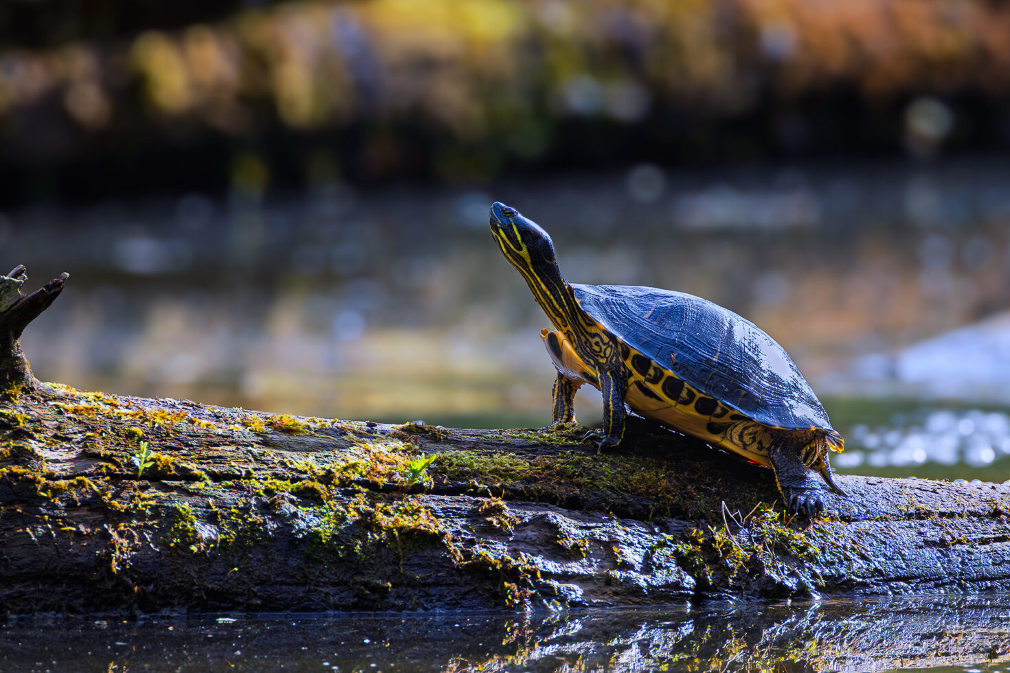 Ausgesetzte Gelbwangen-Schmuckschildkröte