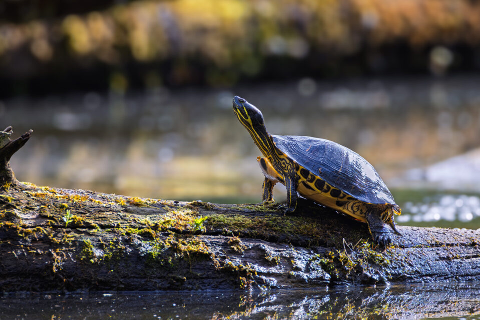 2025-04-FCa-082-Gelbwangen-Schmuckschildkroete Ausgesetzte Gelbwangen-Schmuckschildkröte