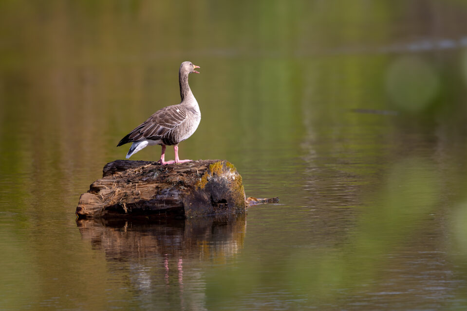 2025-04-FCa-083-Graugans Graugans