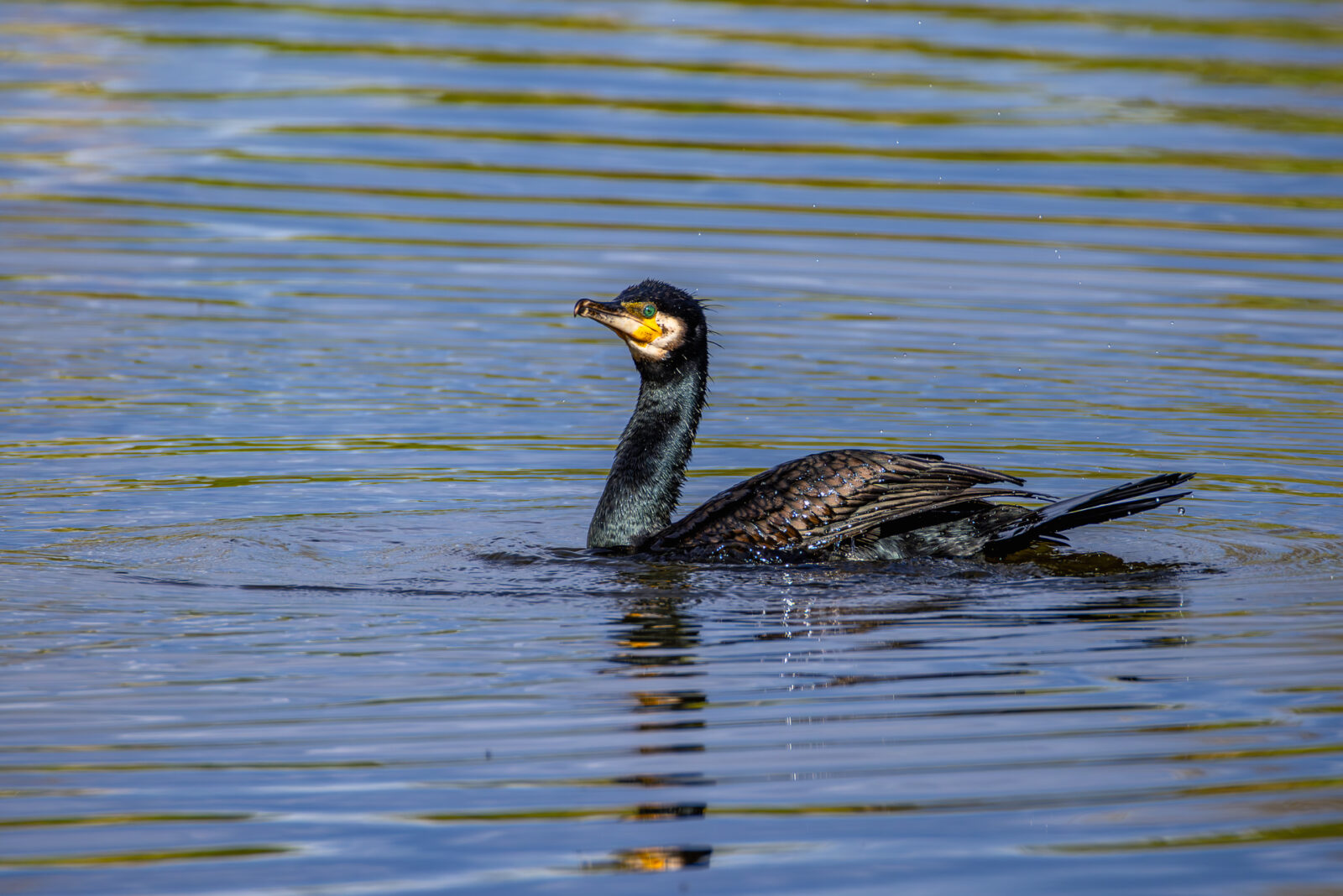 Kormoran