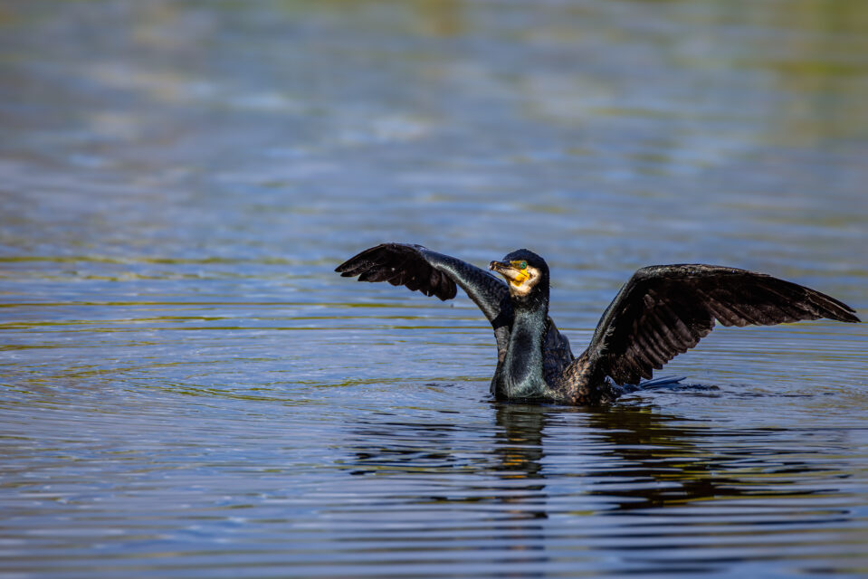 2025-04-FCa-085-Kormoran Kormoran
